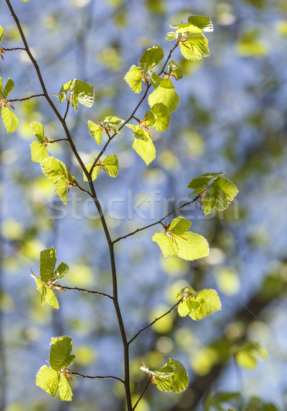Close-up shot of a branch with young leaves in spring Stock photo © meinzahn