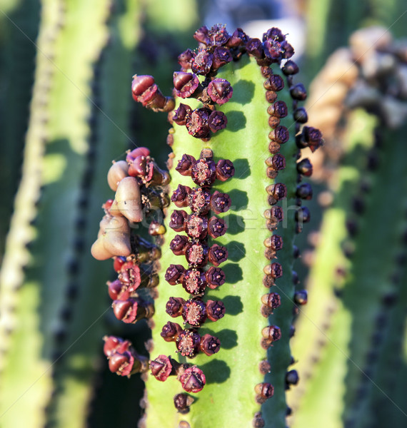 cactus with prickly pears  fruits  Stock photo © meinzahn