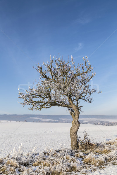Biały lodowaty drzew śniegu pokryty krajobraz Zdjęcia stock © meinzahn