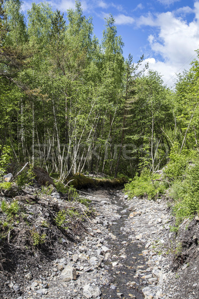 wild creek at col de Mariaud in Le Vernet  Stock photo © meinzahn