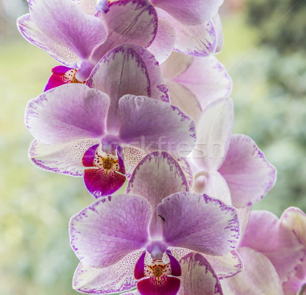 Foto stock: Orquídeas · detalle · salón · hermosa · flores · naturaleza