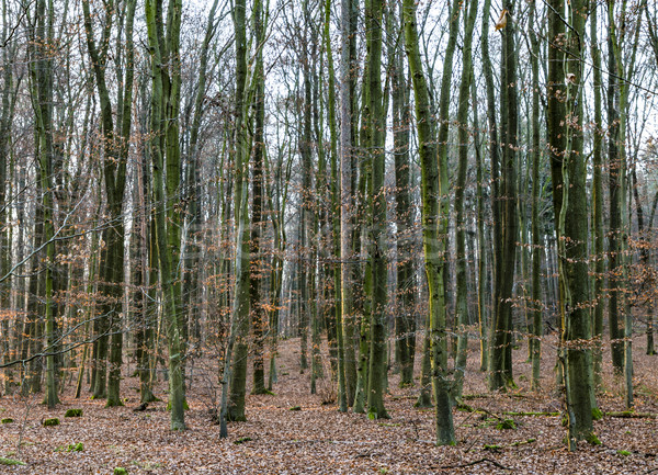 Denso floresta cênico romântico Foto stock © meinzahn