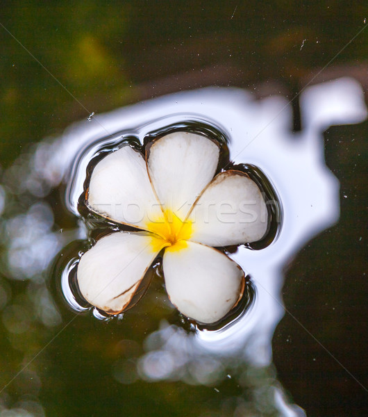 Plumeria flower floating in the water Stock photo © meinzahn