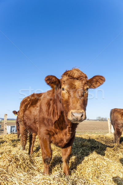 Stok fotoğraf: Dostça · sığırlar · saman · mavi · gökyüzü · çim · inek
