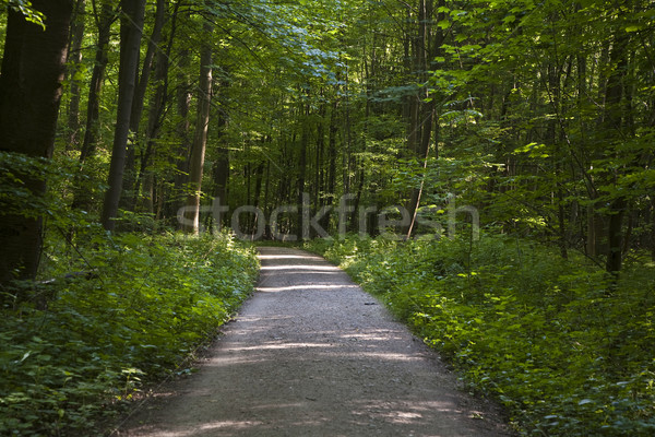 Forest Trail with sunbeams Stock photo © meinzahn