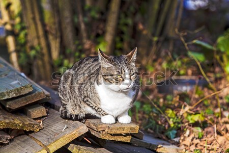 Kedi izlerken avcılık gece yüz sevmek Stok fotoğraf © meinzahn