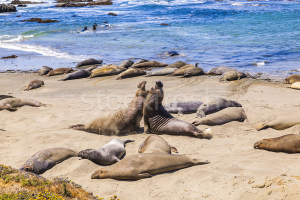 Sealions at the beach Stock photo © meinzahn