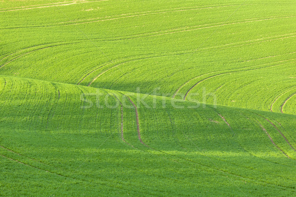Linie fale szczegół wygląd pola wiosną Zdjęcia stock © meinzahn