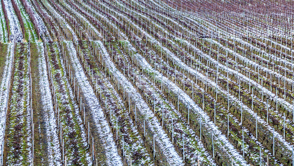 Vineyard in winter Stock photo © meinzahn