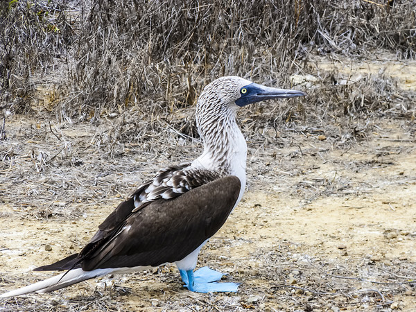  blue footed booby at Galapagos island of North Seymour  Stock photo © meinzahn