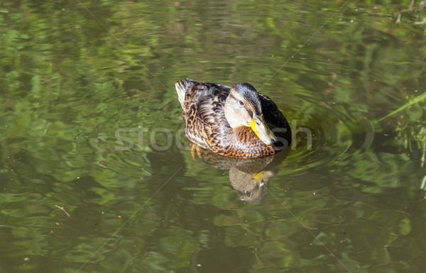 スイミング 湖 鳥 頭 公園 女性 ストックフォト © meinzahn