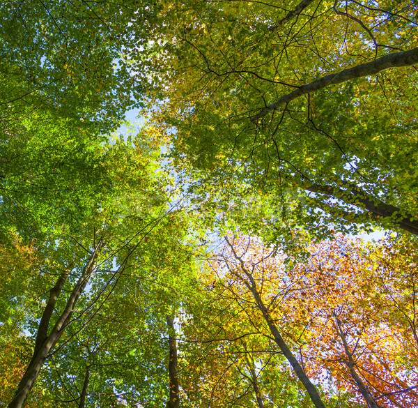 crown of oak trees in autumn Stock photo © meinzahn