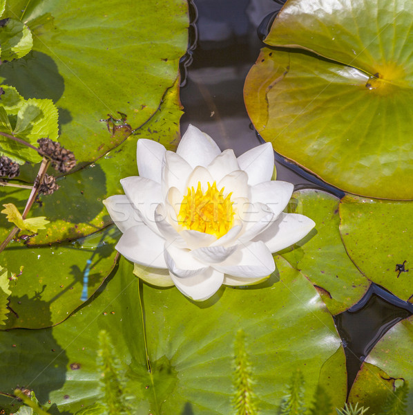 Japanese white lotus water lily Stock photo © meinzahn