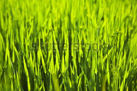 fresh green grass  Stock photo © meinzahn