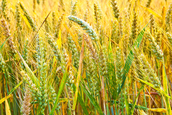 Maïs domaine détail or texture feuille [[stock_photo]] © meinzahn