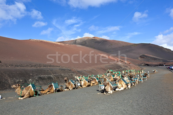 Kamele Park warten Touristen Wüste Reise Stock foto © meinzahn