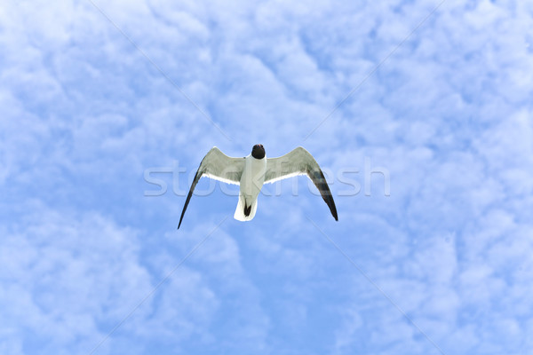 Foto d'archivio: Battenti · gabbiani · Ocean · cielo · uccello · blu