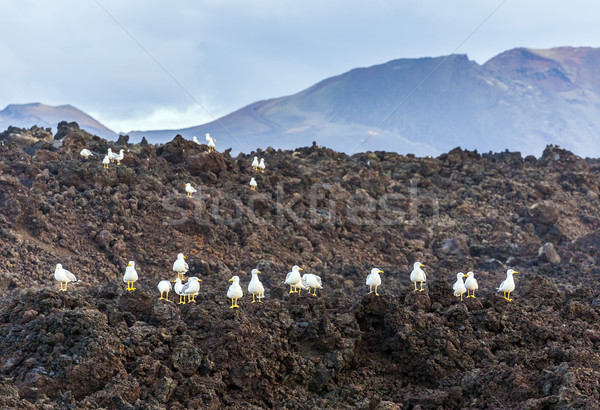 seagulls sitting on volcanic stones Stock photo © meinzahn
