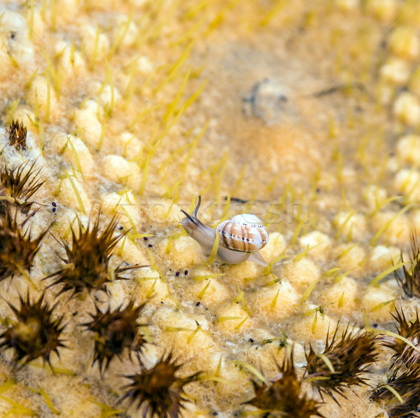 Cactus kruipen naaktslak detail hemel natuur Stockfoto © meinzahn