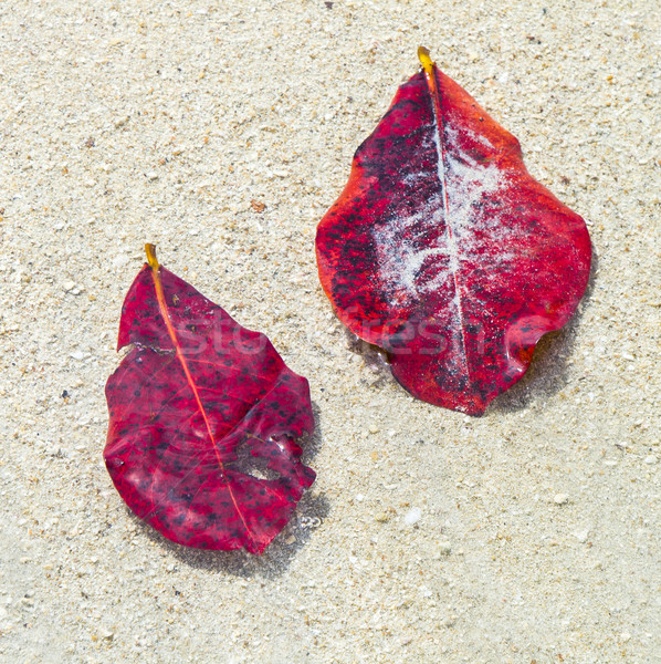 leaves remaining on a sandy white beach Stock photo © meinzahn