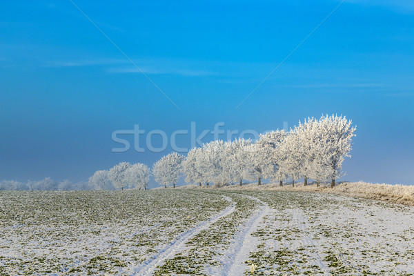Blanche glaciale arbres neige couvert paysage [[stock_photo]] © meinzahn