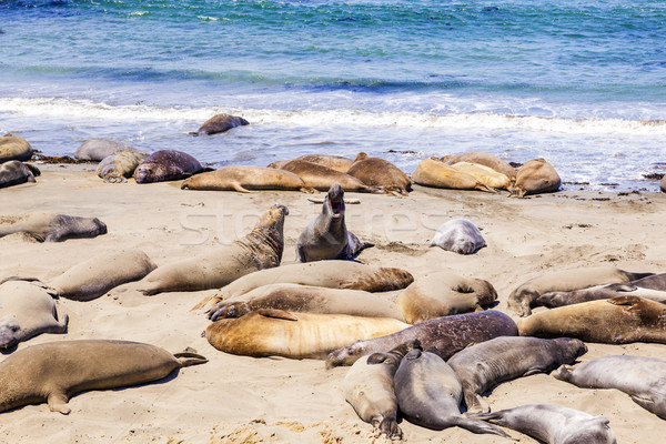 Sealions at the beach Stock photo © meinzahn