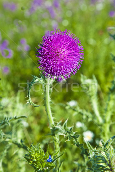 thistle in meadow in morning light Stock photo © meinzahn