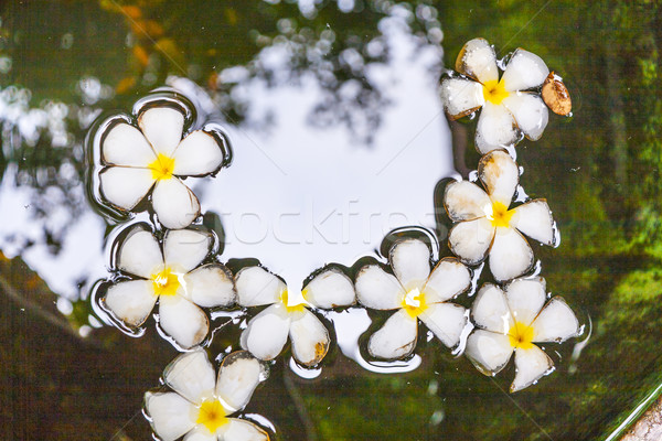 Plumeria flower (Frangipani) floating in the water Stock photo © meinzahn