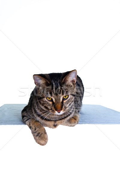 Sitzung Katze isoliert weiß cute Gesicht Stock foto © meinzahn