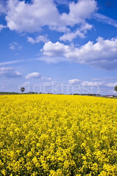 Photo stock: Jaune · viol · domaine · printemps · belle · fleur