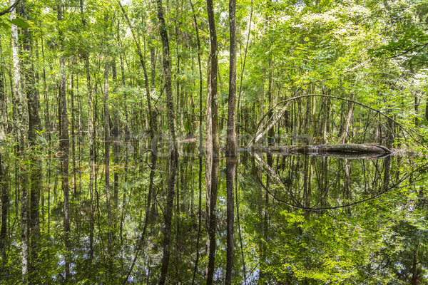 лысые деревья воды Флорида болото Сток-фото © meinzahn