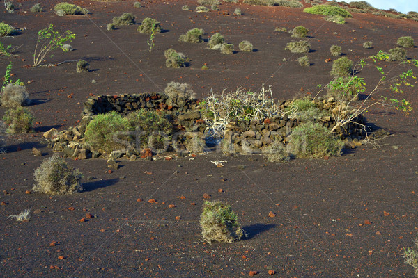 Stock photo: vegetation in vulcanic area in LanzaroteUnder the volcano
