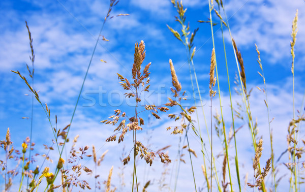 Prairie fraîches herbe verte fleurs sauvages fleurs printemps [[stock_photo]] © meinzahn
