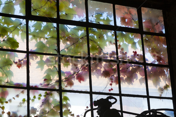 Vechi fereastră armonic culori iederă crestere Imagine de stoc © meinzahn