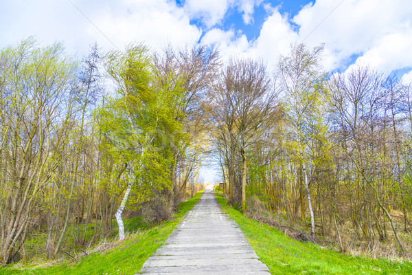 Kumlu yol plaj baltık denizi su manzara Stok fotoğraf © meinzahn