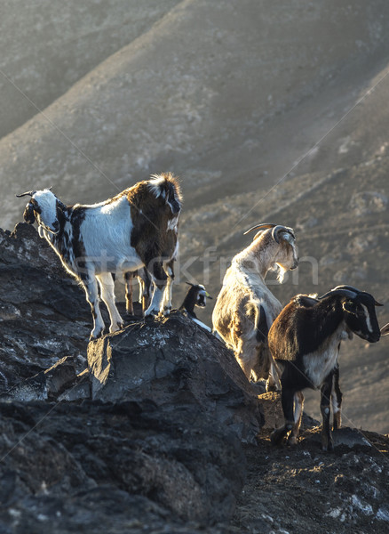 flock of goats in the mountains   Stock photo © meinzahn