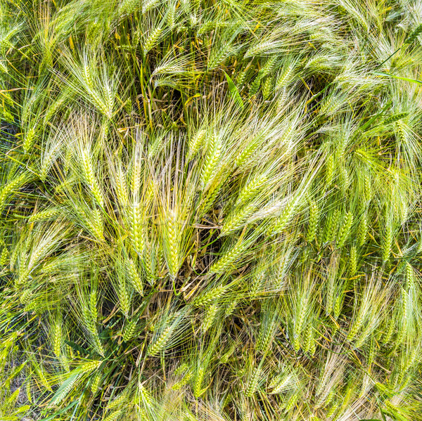 Tarwe mais veld water voorjaar blad Stockfoto © meinzahn