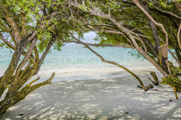 tropical beach in  Thailand with trees Stock photo © meinzahn