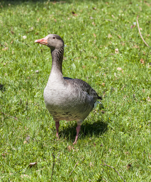 ducks enjoy the green grass in the english garden  Stock photo © meinzahn