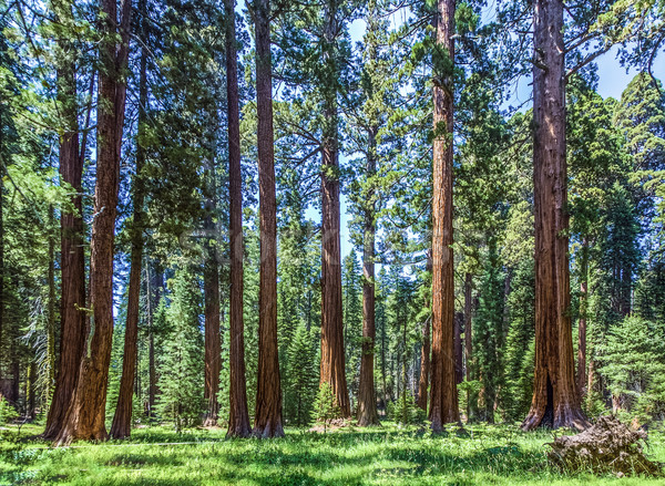Sequoia copac pădure faimos mare copaci Imagine de stoc © meinzahn