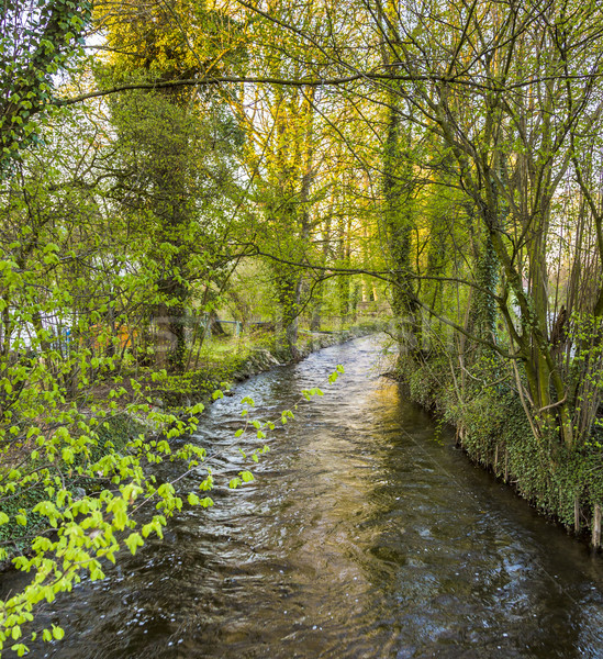 Río verde árboles Munich hermosa forestales Foto stock © meinzahn