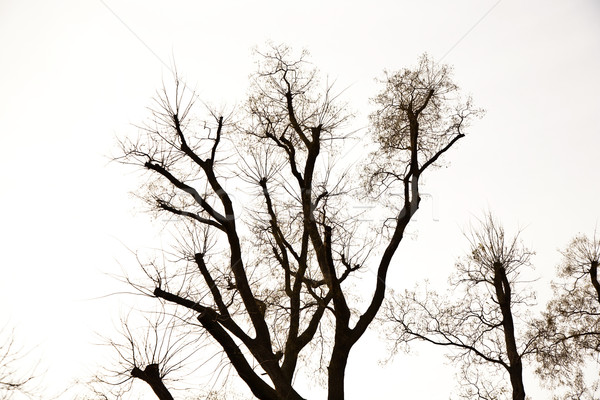 Ağaç üst taç az yaprakları beyaz Stok fotoğraf © meinzahn
