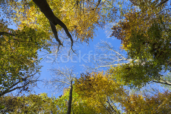 Foto stock: Coroa · carvalho · árvores · outono · blue · sky · céu