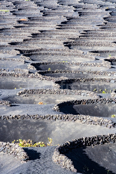 La winorośli rozwój wulkaniczny gleby charakter Zdjęcia stock © meinzahn