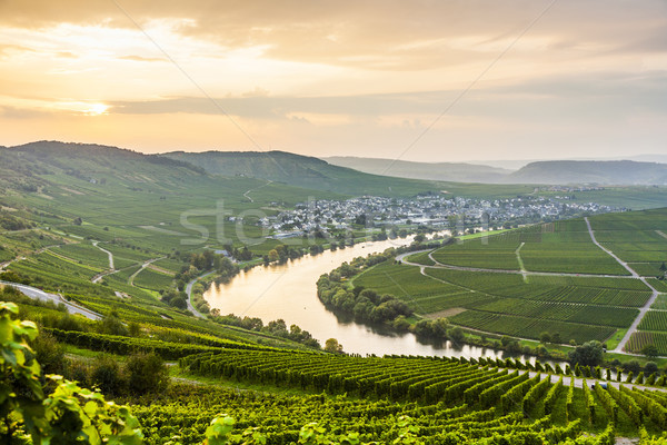 famous Moselle Sinuosity with vineyards Stock photo © meinzahn