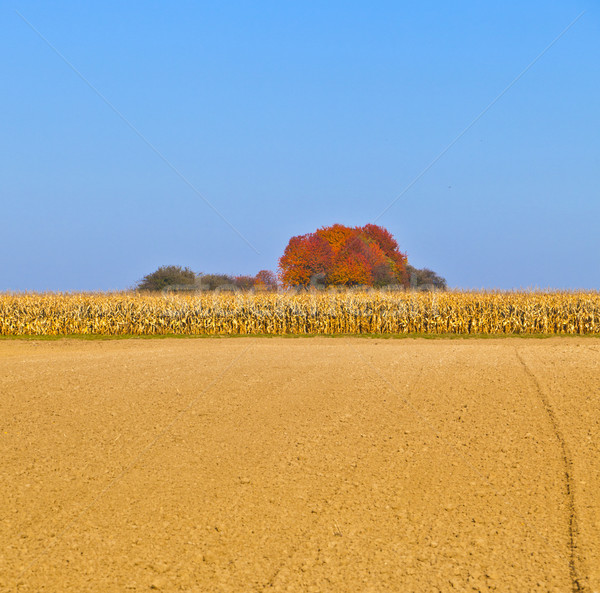 natural full frame background with withered corn plants  Stock photo © meinzahn