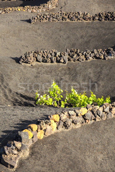 Stock photo: A vineyard in Lanzarote island, growing on volcanic soil 