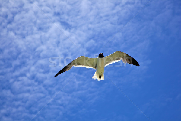 seagull is flying Stock photo © meinzahn