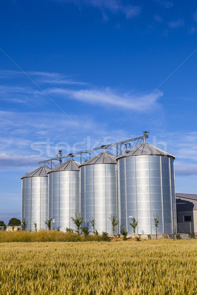 four silver silos in corn field Stock photo © meinzahn