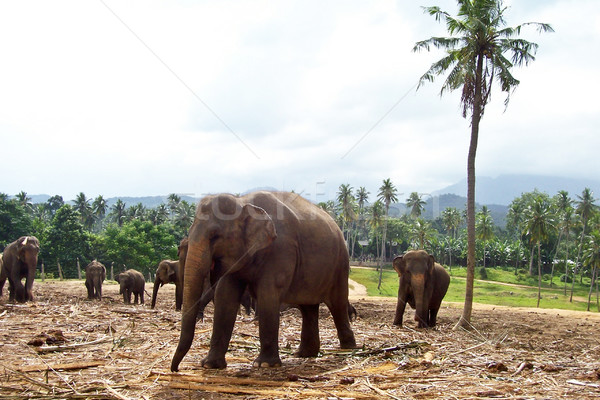 flock of elephants in the wilderness  Stock photo © meinzahn